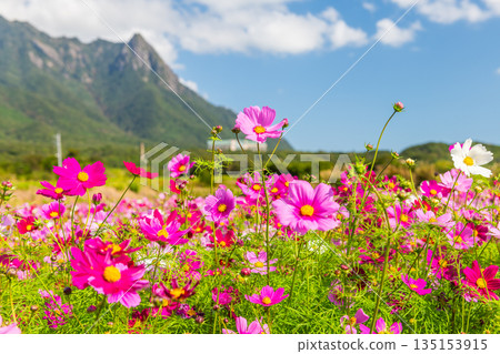 Cosmos Mt. Mochomu 屋久島、近海阿爾卑斯山（秋季） 135153915