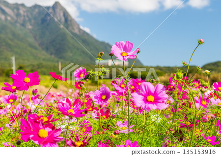 Cosmos Mt. Mochomu Yakushima, Offshore Alps (Autumn) 135153916
