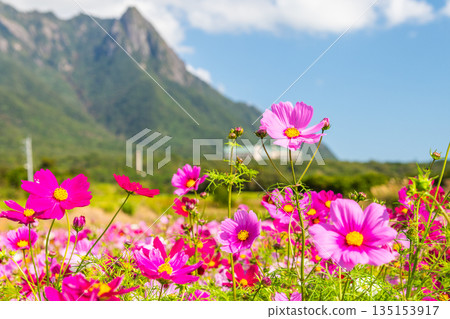 Cosmos Mt. Mochomu 屋久島、近海阿爾卑斯山（秋季） 135153917