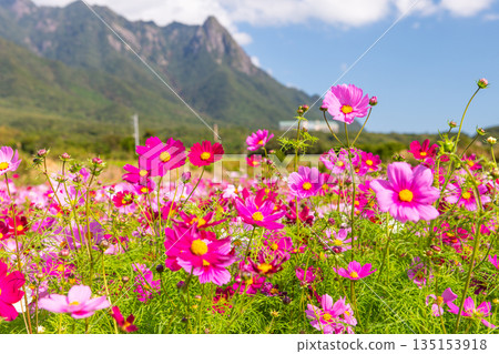 Cosmos Mt. Mochomu 屋久島、近海阿爾卑斯山（秋季） 135153918