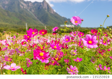 Cosmos Mt. Mochomu 屋久島、近海阿爾卑斯山（秋季） 135153919