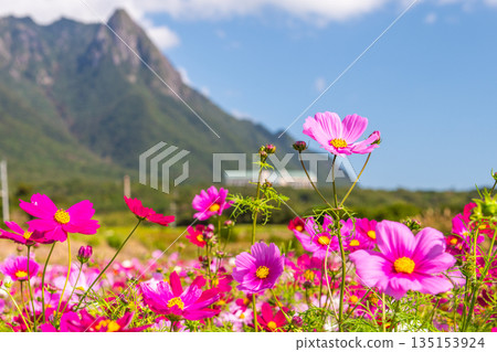 Cosmos Mt. Mochomu 屋久島、近海阿爾卑斯山(秋季) Cosmos Mt. Mochomu 屋久島、近海阿爾卑斯山(秋季) 135153924