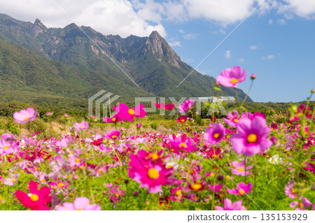 Cosmos Mt. Mochomu Yakushima, Offshore Alps (Autumn) Cosmos Mt. Mochomu Yakushima, Offshore Alps (Autumn) 135153929
