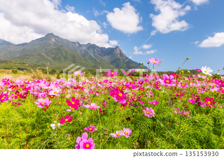 Cosmos Mt. Mochomu Yakushima, Offshore Alps (Autumn) 135153930