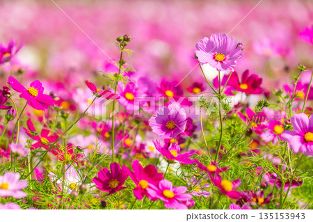 屋久島，眾神居住的島嶼（秋天） 135153943