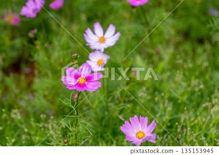 屋久島，眾神居住的島嶼（秋天） 135153945