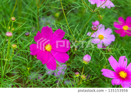Cosmos Yakushima, the island where the gods reside (Autumn) Cosmos Yakushima, the island where the gods reside (Autumn) 135153956