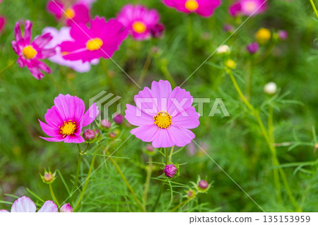 屋久島，眾神居住的島嶼（秋天） 135153959