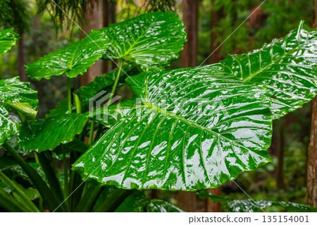 Alocasia: Yakushima Island, the Island of Gods (Winter) Alocasia: Yakushima Island, the Island of Gods (Winter) 135154001