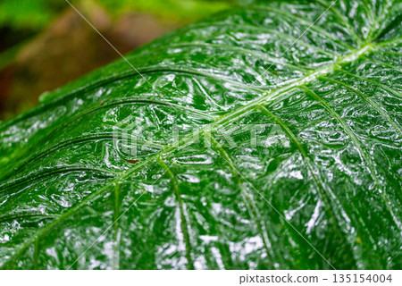 Alocasia: Yakushima Island, the Island of Gods (Winter) 135154004