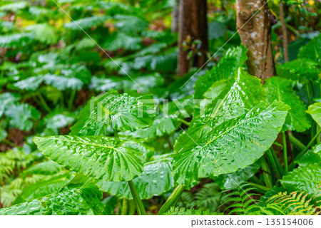 Alocasia: Yakushima Island, the Island of Gods (Winter) Alocasia: Yakushima Island, the Island of Gods (Winter) 135154006