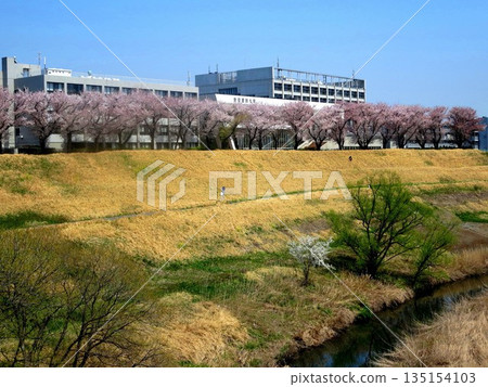2014.4.8 Cherry blossoms at Tone Canal and Tokyo University of Science 2014.4.8 Cherry blossoms at Tone Canal and Tokyo University of Science 135154103