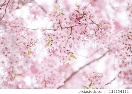 低角度棕色櫻花 低角度棕色櫻花 135154111