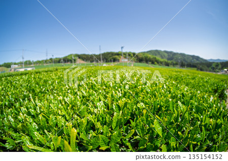 Lush tea fields and cherry blossoms photographed in Ujitawara Town, Tsuzuki District, Kyoto Prefecture 135154152