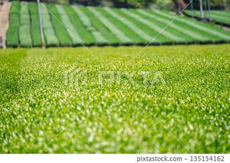 Lush tea fields and cherry blossoms photographed in Ujitawara Town, Tsuzuki District, Kyoto Prefecture 135154162