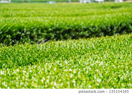 京都府都築郡宇治田原町拍攝的鬱鬱蔥蔥的茶田和櫻花 京都府都築郡宇治田原町拍攝的鬱鬱蔥蔥的茶田和櫻花 135154165