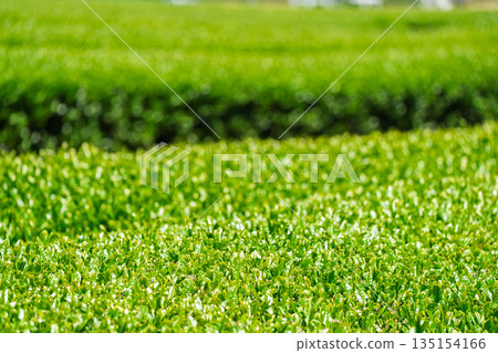 Lush tea fields and cherry blossoms photographed in Ujitawara Town, Tsuzuki District, Kyoto Prefecture Lush tea fields and cherry blossoms photographed in Ujitawara Town, Tsuzuki District, Kyoto Prefecture 135154166