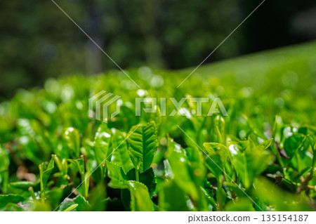 京都府都築郡宇治田原町拍攝的鬱鬱蔥蔥的茶田和櫻花 京都府都築郡宇治田原町拍攝的鬱鬱蔥蔥的茶田和櫻花 135154187