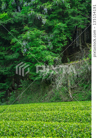 Lush tea fields and cherry blossoms photographed in Ujitawara Town, Tsuzuki District, Kyoto Prefecture Lush tea fields and cherry blossoms photographed in Ujitawara Town, Tsuzuki District, Kyoto Prefecture 135154191