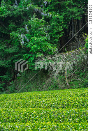 Lush tea fields and cherry blossoms photographed in Ujitawara Town, Tsuzuki District, Kyoto Prefecture 135154192