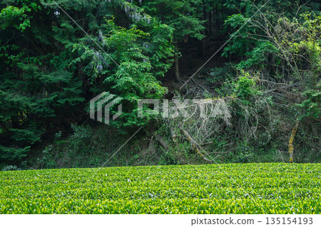 Lush tea fields and cherry blossoms photographed in Ujitawara Town, Tsuzuki District, Kyoto Prefecture Lush tea fields and cherry blossoms photographed in Ujitawara Town, Tsuzuki District, Kyoto Prefecture 135154193