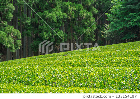 Lush tea fields and cherry blossoms photographed in Ujitawara Town, Tsuzuki District, Kyoto Prefecture Lush tea fields and cherry blossoms photographed in Ujitawara Town, Tsuzuki District, Kyoto Prefecture 135154197
