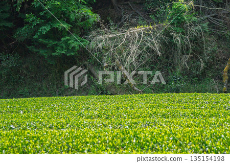 Lush tea fields and cherry blossoms photographed in Ujitawara Town, Tsuzuki District, Kyoto Prefecture Lush tea fields and cherry blossoms photographed in Ujitawara Town, Tsuzuki District, Kyoto Prefecture 135154198