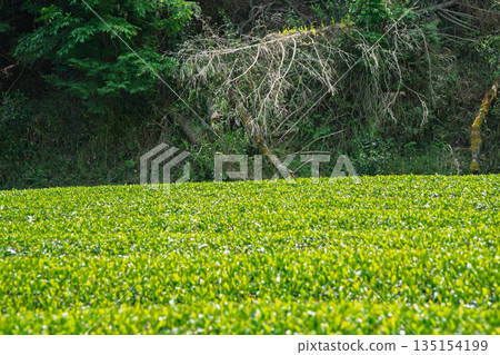 Lush tea fields and cherry blossoms photographed in Ujitawara Town, Tsuzuki District, Kyoto Prefecture Lush tea fields and cherry blossoms photographed in Ujitawara Town, Tsuzuki District, Kyoto Prefecture 135154199