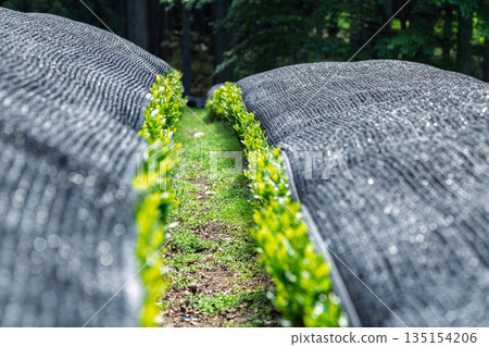 Lush tea fields and cherry blossoms photographed in Ujitawara Town, Tsuzuki District, Kyoto Prefecture 135154206