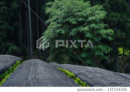 Lush tea fields and cherry blossoms photographed in Ujitawara Town, Tsuzuki District, Kyoto Prefecture Lush tea fields and cherry blossoms photographed in Ujitawara Town, Tsuzuki District, Kyoto Prefecture 135154208
