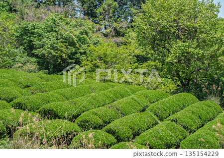京都府都築郡宇治田原町拍攝的鬱鬱蔥蔥的茶田和櫻花 135154229