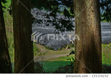Lush tea fields and cherry blossoms photographed in Ujitawara Town, Tsuzuki District, Kyoto Prefecture 135154232