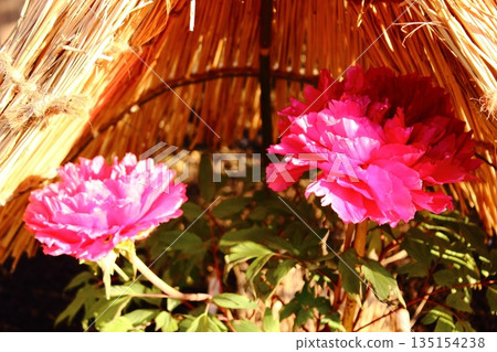 A winter peony named "Kokaden" bloomed at the Ueno Peony Garden in January 2026 (2) A winter peony named "Kokaden" bloomed at the Ueno Peony Garden in January 2026 (2) 135154238