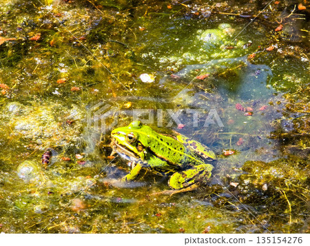Frog Kingdom Toads in a Natural Pond Habitat 135154276
