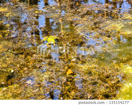 Frog Kingdom Toads in a Natural Pond Habitat 135154277