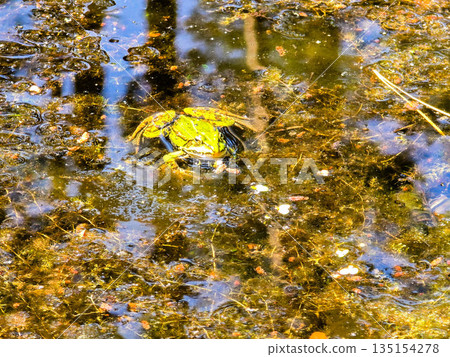 Frog Kingdom Toads in a Natural Pond Habitat Frog Kingdom Toads in a Natural Pond Habitat 135154278