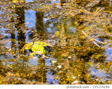 Frog Kingdom Toads in a Natural Pond Habitat Frog Kingdom Toads in a Natural Pond Habitat 135154289