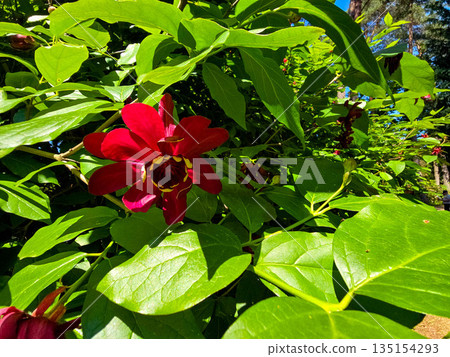 Botanical Oasis A Symphony of Blooming Harmony Botanical Oasis A Symphony of Blooming Harmony 135154293