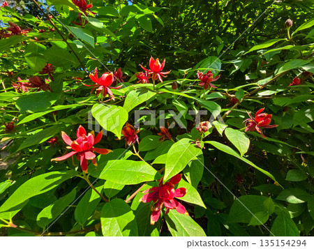 Botanical Oasis A Symphony of Blooming Harmony Botanical Oasis A Symphony of Blooming Harmony 135154294