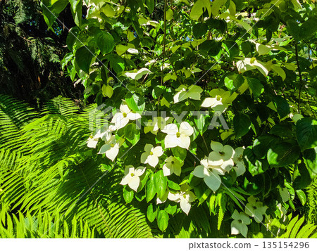 Botanical Oasis A Symphony of Blooming Harmony 135154296