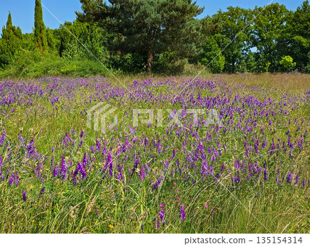 Botanical Wonderland A Symphony of Blooms 135154314