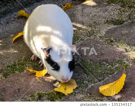 Two guinea pigs on green grass in autumn Two guinea pigs on green grass in autumn 135154317