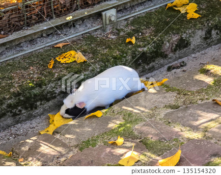 Two guinea pigs on green grass in autumn 135154320