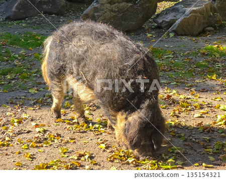 Mangalica woolly pig digging in autumn soil Mangalica woolly pig digging in autumn soil 135154321