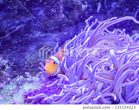 Orange clownfish Amphiprion hiding among anemone tentacles. Orange clownfish Amphiprion hiding among anemone tentacles. 135154323