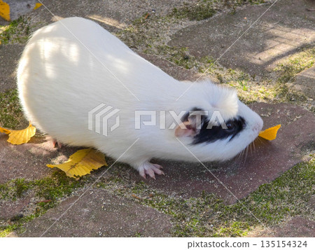 Two guinea pigs on green grass in autumn Two guinea pigs on green grass in autumn 135154324