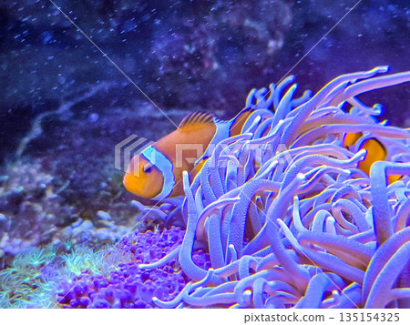 Orange clownfish Amphiprion hiding among anemone tentacles. Orange clownfish Amphiprion hiding among anemone tentacles. 135154325
