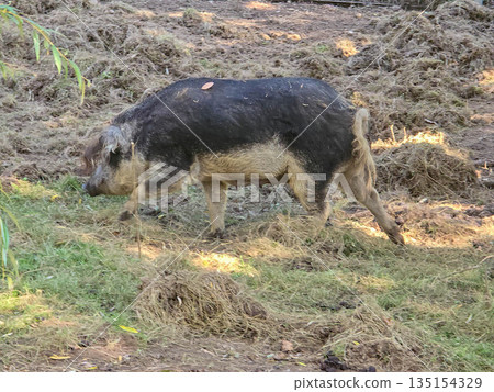 Mangalica woolly pig digging in autumn soil 135154329