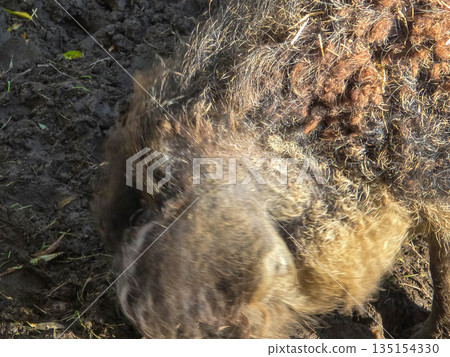 Mangalica woolly pig digging in autumn soil Mangalica woolly pig digging in autumn soil 135154330