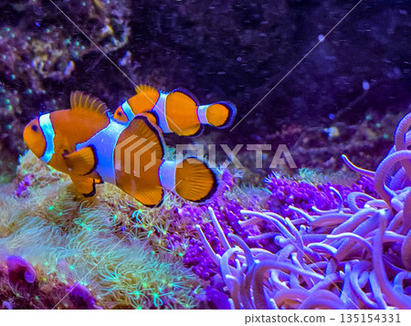 Orange clownfish Amphiprion hiding among anemone tentacles. Orange clownfish Amphiprion hiding among anemone tentacles. 135154331
